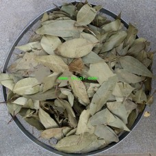 500, An Ye, Leaf of Tasmanian Bluegum, Tcm Herbal