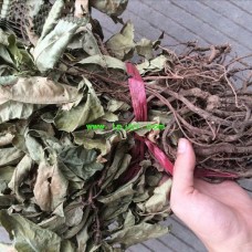 500g, Ai Jinɡ Zhu Sha Gen, Chrysanthemum cinnabar root, Tcm Herbal