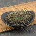 500g, Bian Di Jin, Herb of Elodea-like St.John's wort, Tcm Herbal