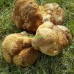 500g, Hou Tou Gu, Hericium erinaceus, Lion's Mane Mushroom, Tcm Herbal