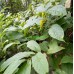 500g, Huang Hua Dao Shui Lian, Radix Polygalae Fallacis, root of False-yellowflower Milkwort, Tcm Herbal