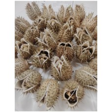 500g, Man Tuo Luo Zi, Datura Seed, Tcm Herbal